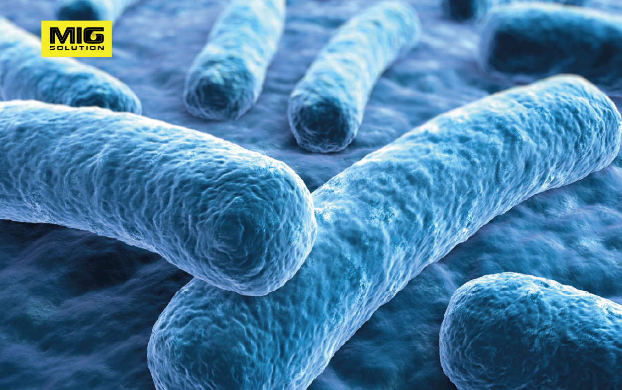 Vi khuẩn Legionella trong hệ thống ống nước